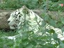 Тигр в Московской зоопарке Тигр в Московской зоопарке