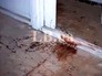 На месте убийства священника Романа Николаева На месте убийства священника Романа Николаева