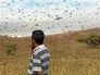 Нашествие саранчи Нашествие саранчи