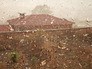 Нашествие саранчи Нашествие саранчи