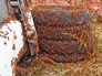 Нашествие саранчи Нашествие саранчи
