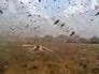 Нашествие саранчи Нашествие саранчи