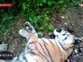 Убитый амурский тигр Убитый амурский тигр