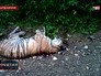 Убитый амурский тигр Убитый амурский тигр