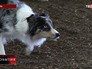 Юношеское первенство России по кинологическому спорту Юношеское первенство России по кинологическому спорту