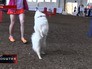 Юношеское первенство России по кинологическому спорту Юношеское первенство России по кинологическому спорту