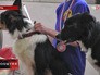 Юношеское первенство России по кинологическому спорту Юношеское первенство России по кинологическому спорту