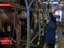 Британские фермеры Британские фермеры