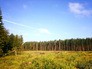 Лесная опушка Лесная опушка