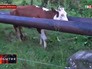 Корова застряла в теплотрассе Корова застряла в теплотрассе