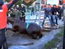 Чилийские спасатели достают провалившуюся лошадь Чилийские спасатели достают провалившуюся лошадь