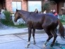 Чилийские спасатели достают провалившуюся лошадь Чилийские спасатели достают провалившуюся лошадь