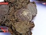Археологические находки Археологические находки