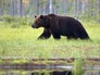Медведь в лесу Медведь в лесу