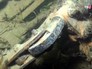 Части самолета времен Великой Отечественной войны на дне Части самолета времен Великой Отечественной войны на дне