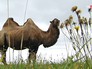 Верблюд пасётся в поле Верблюд пасётся в поле