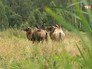 Верблюды пасутся в поле Верблюды пасутся в поле