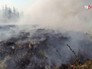 Последствия лесных пожаров Последствия лесных пожаров