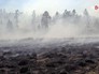 Последствия лесных пожаров Последствия лесных пожаров