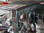 Собачий питомник в квартире в Челябинске Собачий питомник в квартире в Челябинске