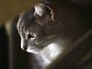 Кошачий приют Кошачий приют