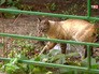 Бездомная кошка Бездомная кошка