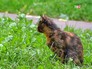Бездомная кошка Бездомная кошка