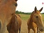 Лошадиная ферма Лошадиная ферма