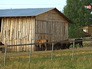 Коневодческая ферма Коневодческая ферма