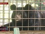 Медведь в зоопарке "Зелёный остров" города Уссурийска Медведь в зоопарке "Зелёный остров" города Уссурийска