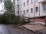 Поваленное дерево Поваленное дерево