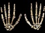 Останки Homo naledi Останки Homo naledi