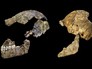 Останки Homo naledi Останки Homo naledi