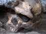 Останки древнего вида человека Останки древнего вида человека