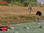 Цветущий Финский залив Цветущий Финский залив
