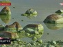 Цветущий Финский залив Цветущий Финский залив