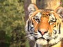 Тигр по имени Мир Тигр по имени Мир