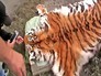 Шкура убитого амурского тигра Шкура убитого амурского тигра
