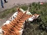 Шкура убитого амурского тигра Шкура убитого амурского тигра