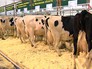 Коровы на агровыставке Коровы на агровыставке