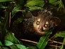 Мадагаскарская руконожка или ай-ай Мадагаскарская руконожка или ай-ай