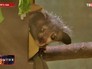 Мадагаскарская руконожка или ай-ай Мадагаскарская руконожка или ай-ай