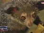 Мадагаскарская руконожка или ай-ай Мадагаскарская руконожка или ай-ай