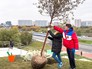 Высадка деревьев Высадка деревьев