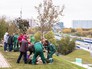 Высадка деревьев Высадка деревьев
