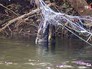Мёртвая рыба в браконьерских сетях Мёртвая рыба в браконьерских сетях