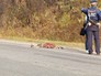 Инспекторы ДПС возле сбитого леопарда Инспекторы ДПС возле сбитого леопарда