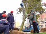 Высадка деревьев на Триумфальной площади Высадка деревьев на Триумфальной площади