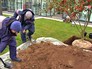 Высадка деревьев на Триумфальной площади Высадка деревьев на Триумфальной площади