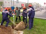 Высадка деревьев на Триумфальной площади Высадка деревьев на Триумфальной площади